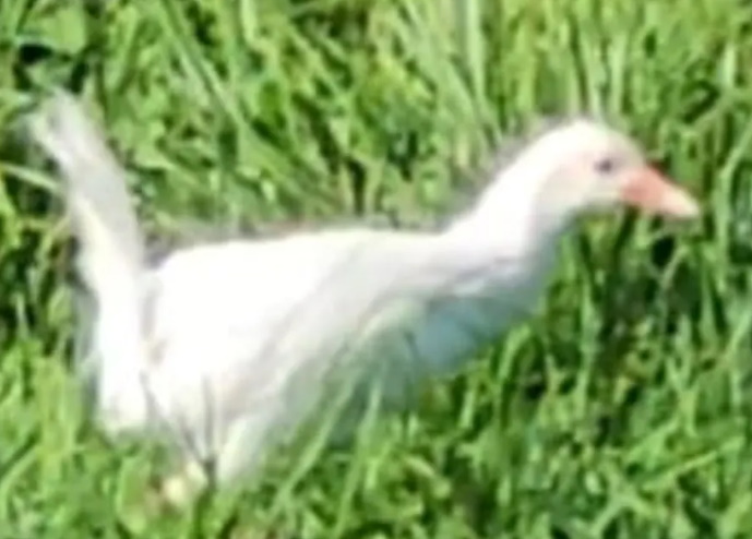 The white weka. Photo: Phil Atkins