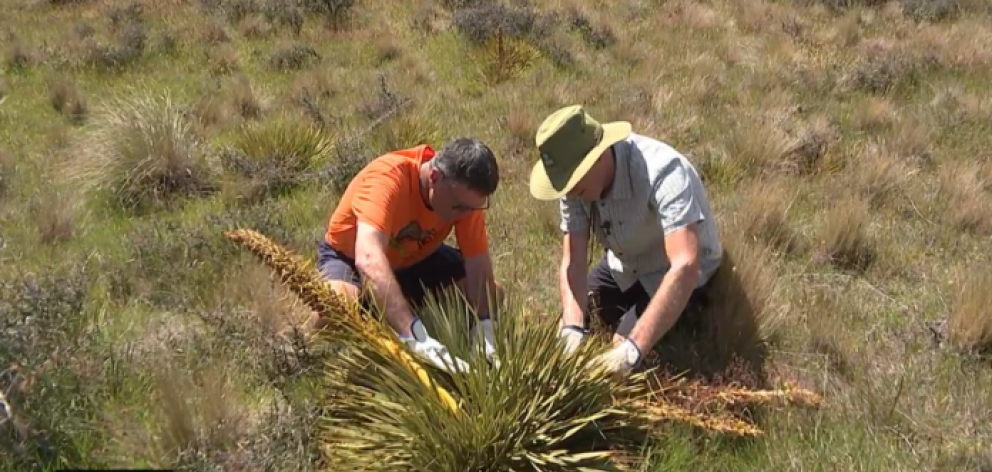 Department of Conservation technical adviser Warren Chinn (right) and John Evans examine the...