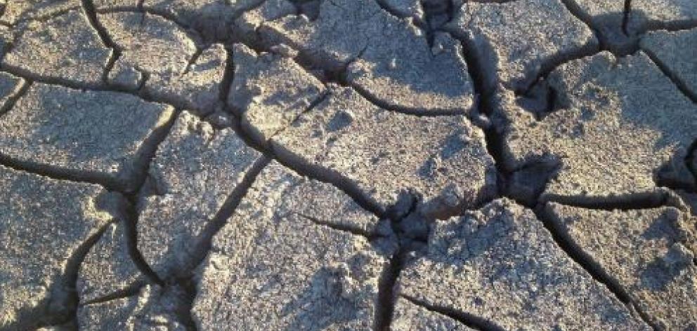 North Canterbury Fish & Game staff and volunteers salvaged fish stuck in disconnected pools in...