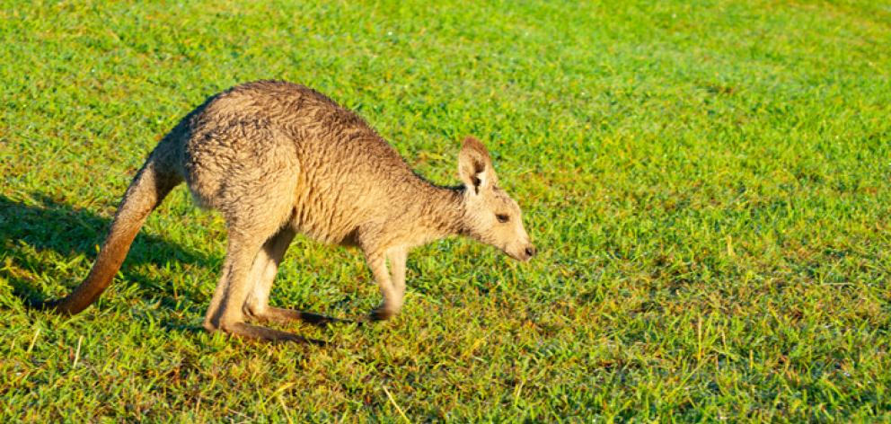 The wallaby was found dead on a bench in East St, Ashburton. Photo: File image