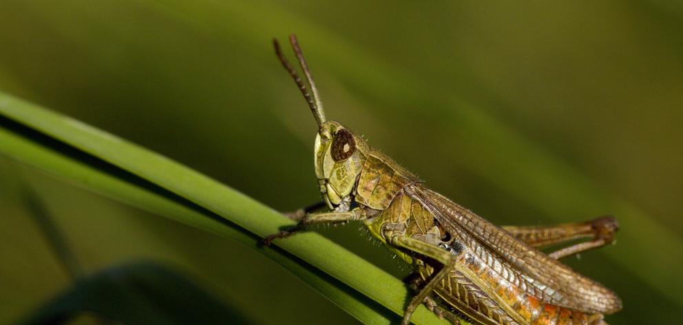 In Western societies insects, including locusts, are still not eaten by many people at all. Photo...