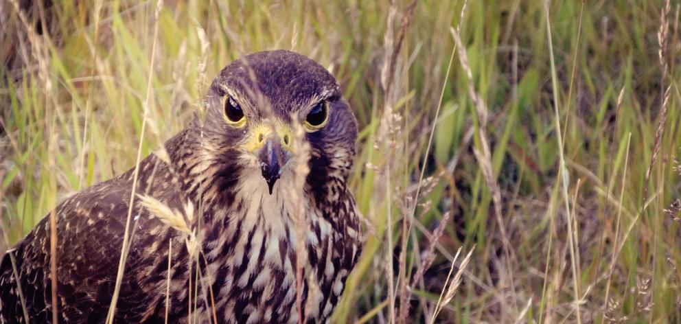 Albert Town's famous pair of karearea (NZ Falcon) have returned this year. Photo: Genevieve Laursen