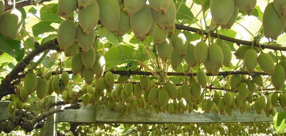  Psa, infected 80% of kiwifruit orchards nationwide after first being discovered in New Zealand...