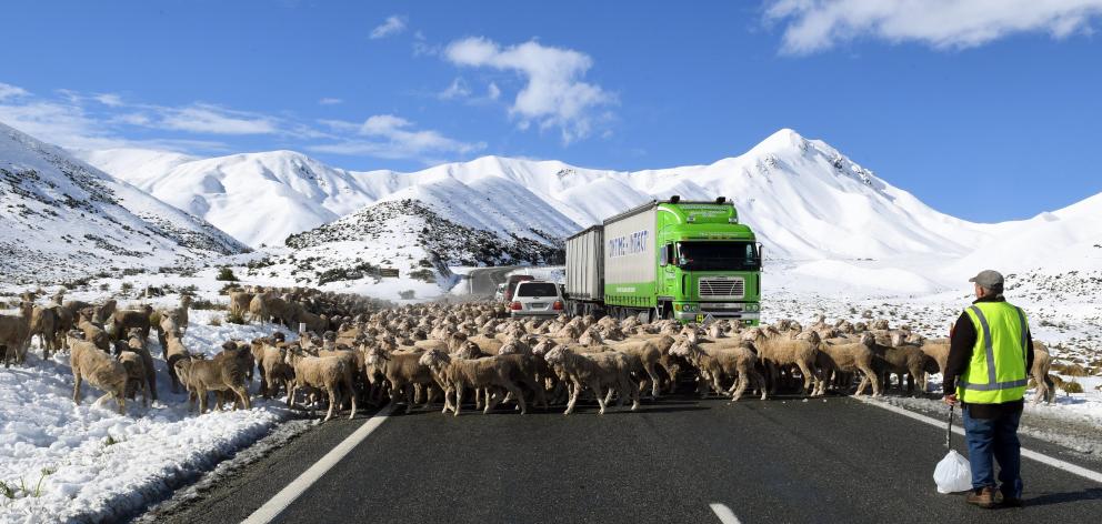 Sheep being driven through the snow-covered Lindis Pass. PHOTO: STEPHEN JAQUIERY