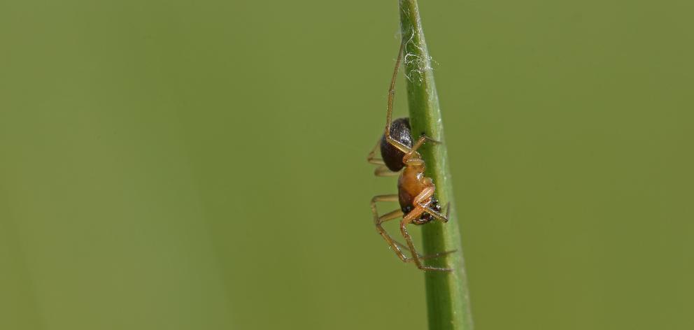 Thousands of tiny spiders cover the grass. Photo: The Bay of Plenty Times