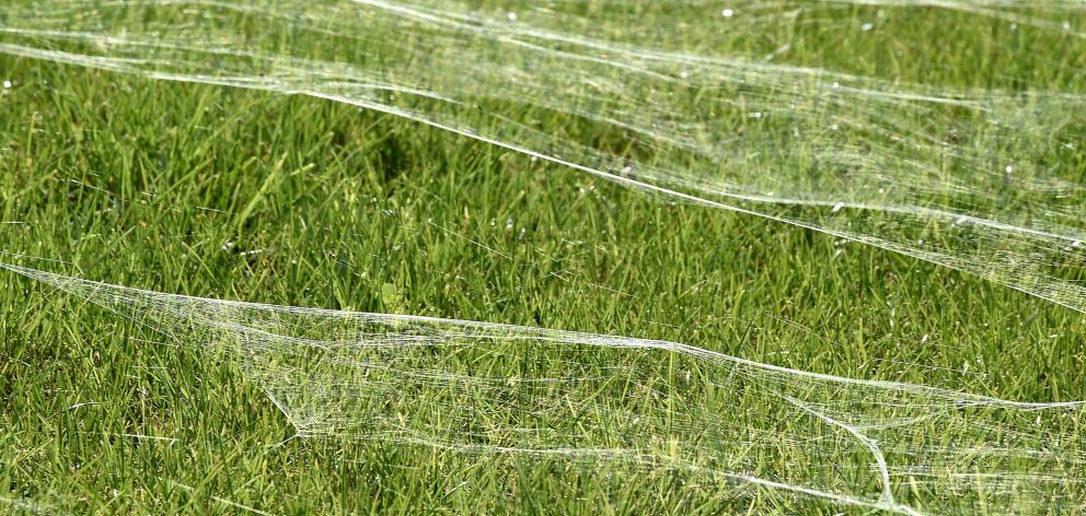 The giant spider web in the Bay of Plenty. Photo: Bay of Plenty Times