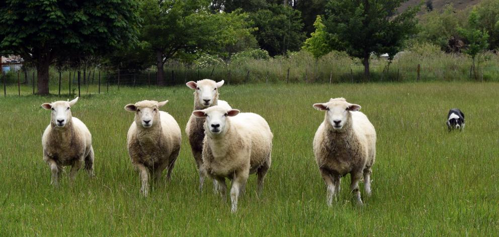 Meg, shifts a flock in Alexandra.