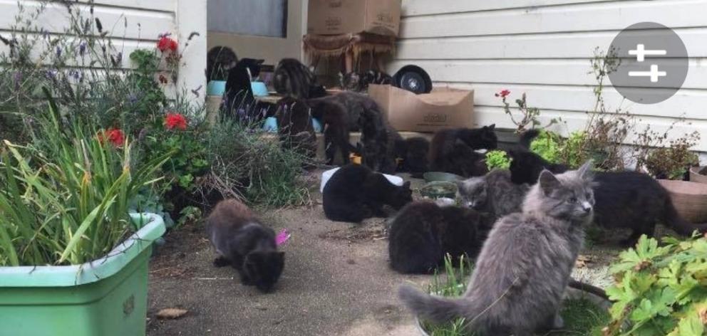 About 15 cats can be seen on a trail camera set up by Cat Rescue Dunedin at a Dunedin property,...