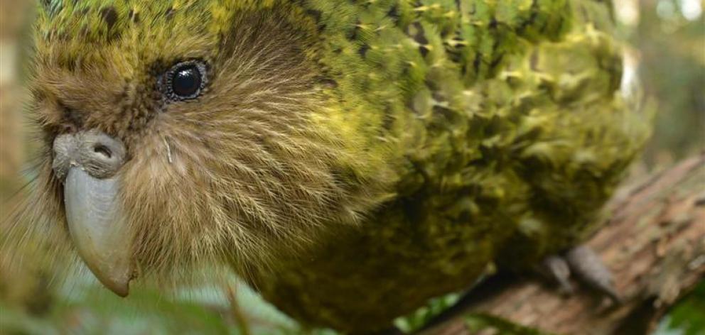 Rare kakapo Sirocco rocks out in Dunedin yesterday. Photo by Stephen Jaquiery.