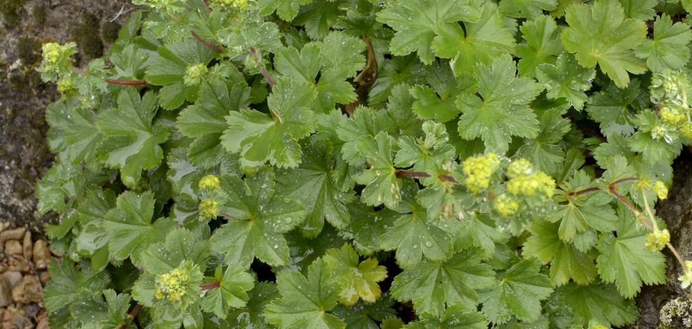 Alchemilla erythropoda. Photo: Gerard O'Brien.