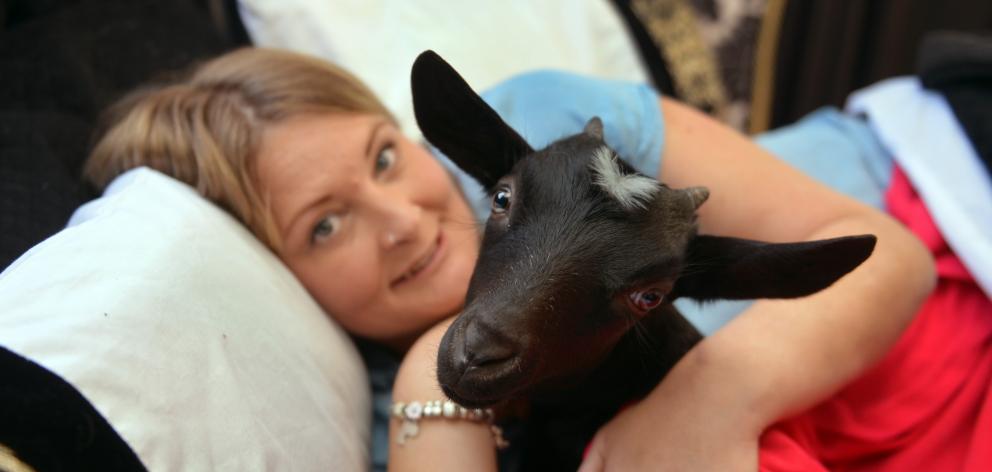 Four-month-old orphan goat Ava snuggles up with Kim Hsiang in Dunedin yesterday. Photo: Stephen...
