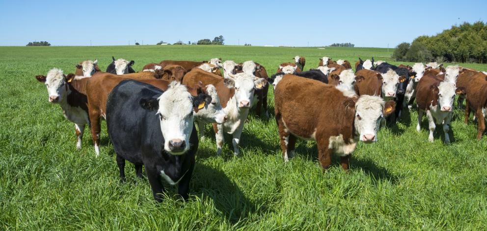 Chinese demand is under scrutiny; pictured,  Hereford cattle grazing. Photo: Getty Images