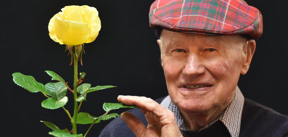 Dunedin resident Bob Grant (89) with his ‘‘Champion of Champions’’ rose bloom Glorious, at the...