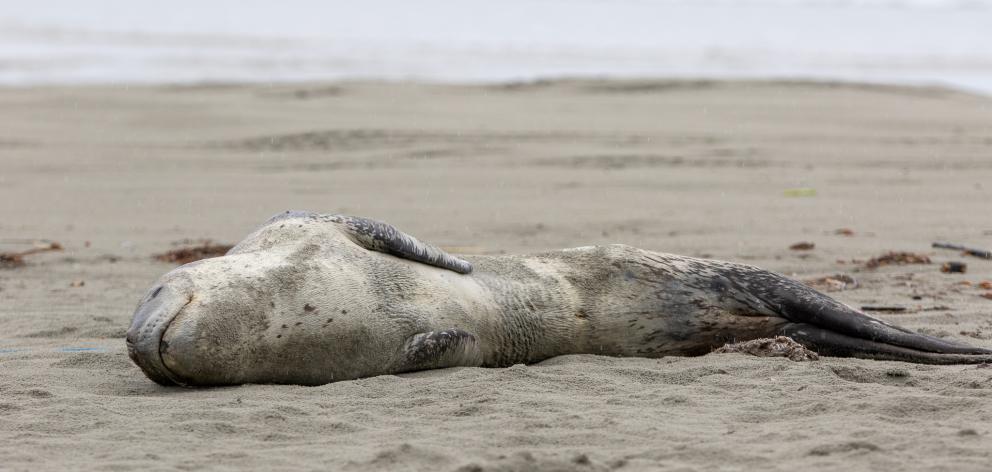 Early this year, the male leopard seal made an appearance at Warrington beach. Photo: Sean Wilson