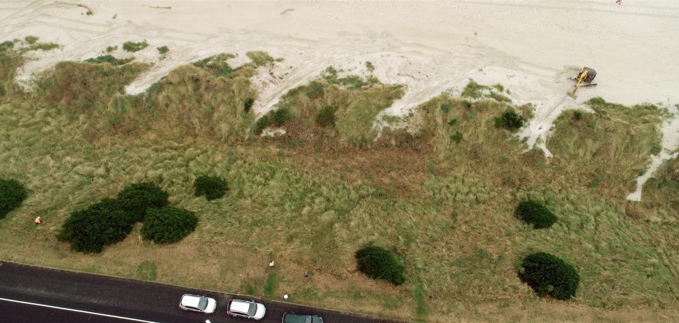 An excavator (top right) clears vegetation from notches carved into the sand dunes below John Wilson Ocean Dr yesterday, which is helping the dunes to grow. Photo: Stephen Jaquiery