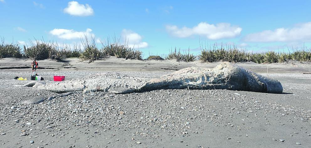 The Department of Conservation is investigating after a jaw bone was illegally removed from an 11m sperm whale  washed up on a beach north of Okarito. Photo: Guinevere Coleman