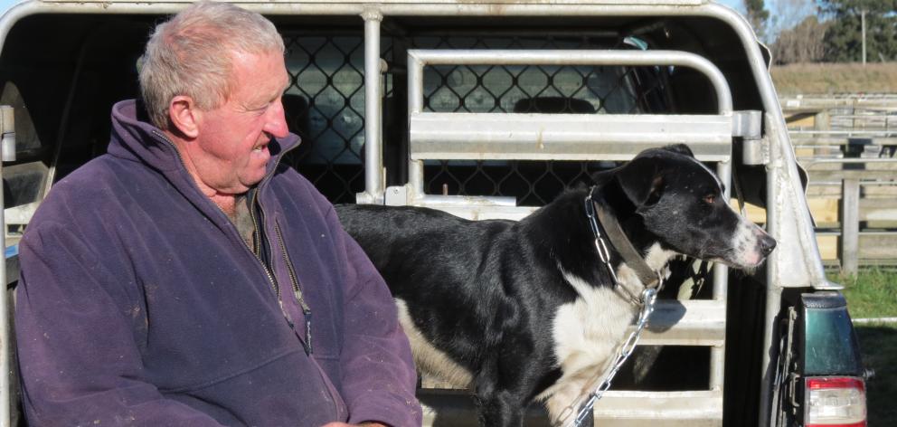 Teviot Valley farmer and dog breeder David Parker sold 3-year-old Glen for $10,200 at the farm dog sale at the Charlton saleyards in Gore. Photo: Yvonne O'Hara