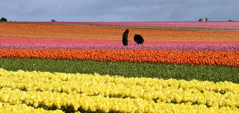 Tulips in full bloom near Edendale are inspected before harvest. An open day was held at the weekend. PHOTO: STEPHEN JAQUIERY