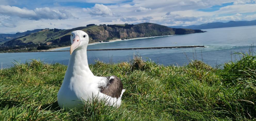 Albatross YL (Yellow Lime), a 4-year-old male who hatched and fledged from Taiaroa Head in 2017,...