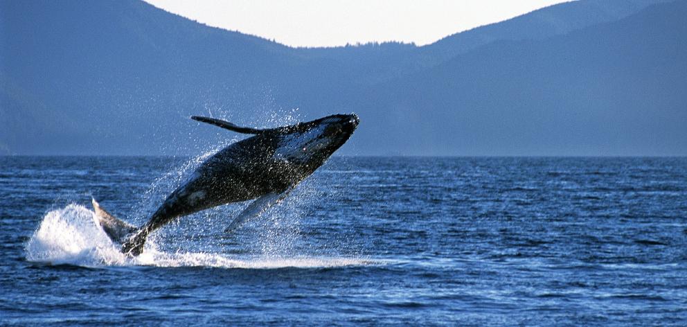 An orca plays in Vancouver Sound. PHOTO: TOURISM BC