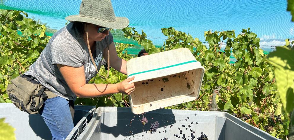 Quartz Reef winery operations manager Montse Mondaca helps with the first harvest of the season...