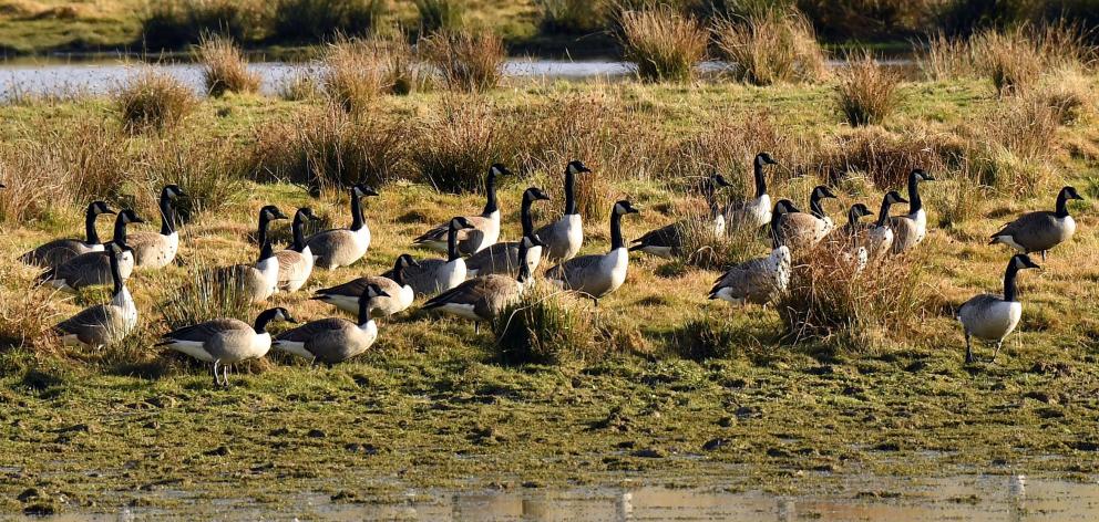 Canada geese in shallow waters of the upper Taieri River near Paerau. PHOTO: STEPHEN JAQUIERY