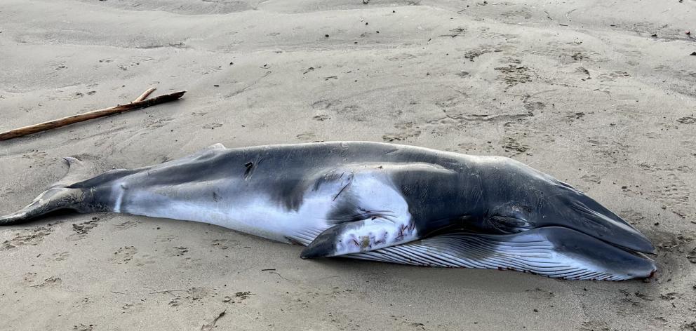 A dead dwarf minke whale calf lies on  Moeraki Beach last week. PHOTO: SUPPLIED