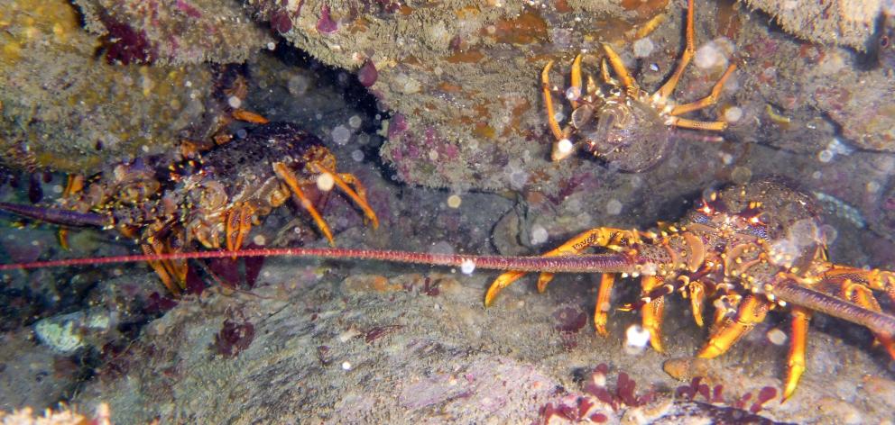 Rock lobster exports hit a record $371 million for the year to March 31. PHOTO: STEPHEN JAQUIERY