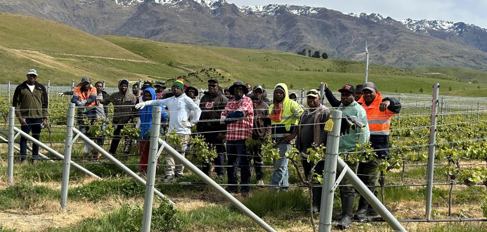 Ni-Van workers employed by Grape Horizons, in Cromwell, ponder the fate of family and friends at...