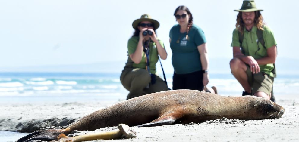 Keeping a safe distance from a sunbathing juvenile male sea lion on Smaills Beach yesterday  are ...