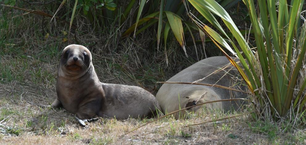 Track closed until end of sea lion breeding season | Otago Daily Times