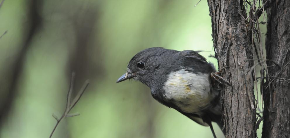 A robin at Orokonui Ecosanctuary. Photo: Peter McIntosh