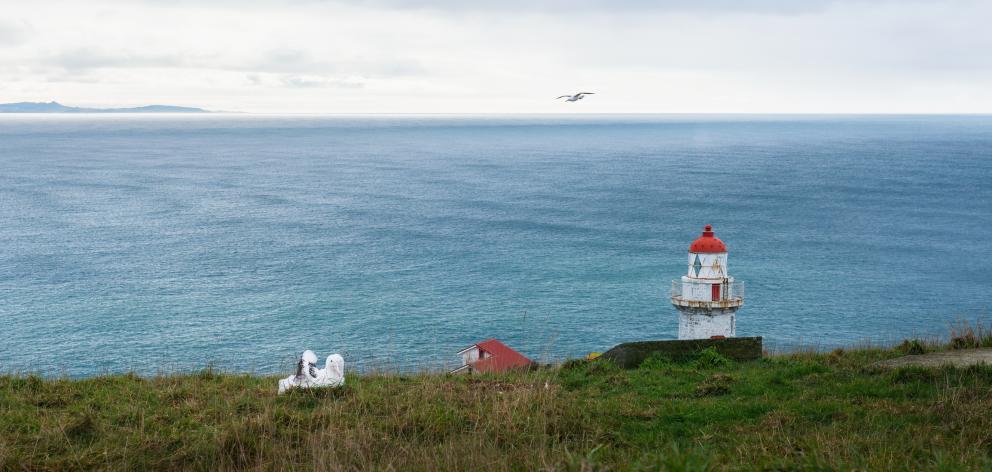 Albatrosses at Taiaroa Head. Photo: Getty Images 