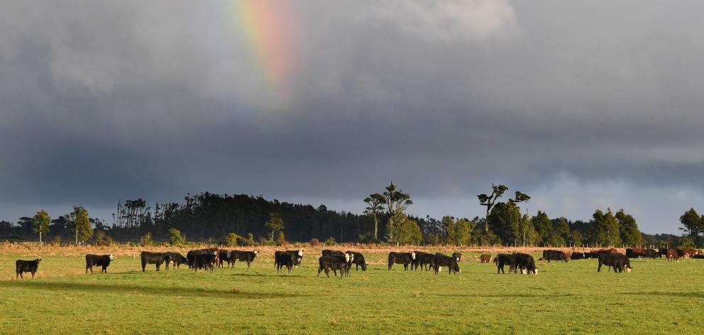 A recovery in beef prices is expected in the shorter term due to increased demand from the United...