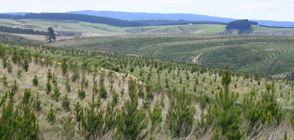 A new pine plantation in South Otago. 

