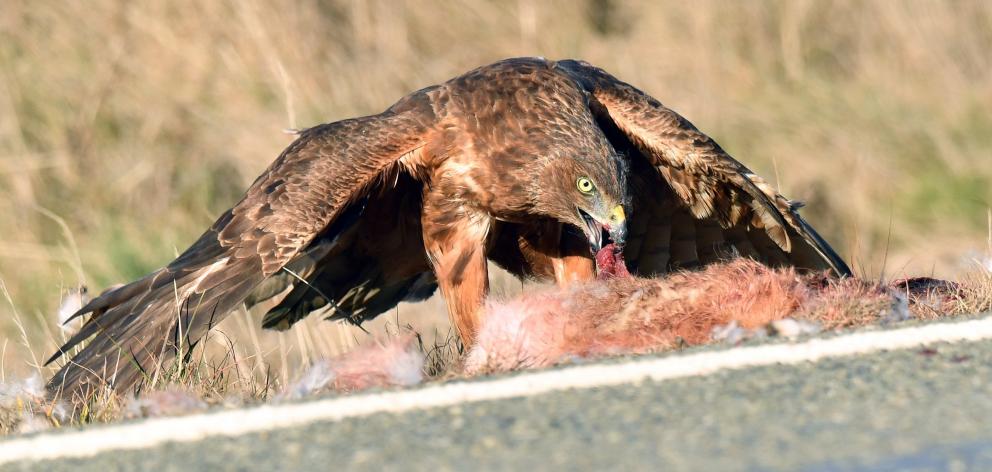 An adult Australasian harrier (kahu) feeds on a hare in State Highway 87 at Kokonga, near...