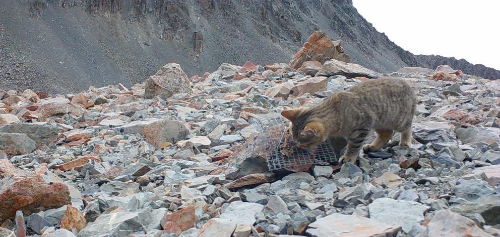 A feral cat in the Southern Alps. Photo: supplied