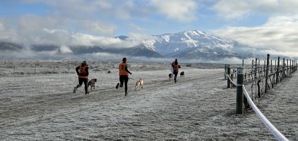 Early morning sled dog racing at McArthur Ridge vineyard was breathtaking in every sense of the...