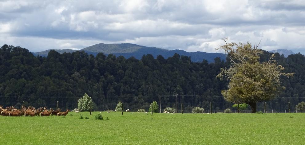 Councils are required to protect areas of significant indigenous vegetation and fauna (SNAs), but...