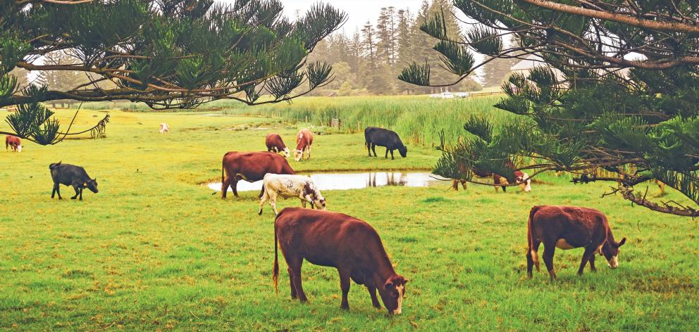 The countryside of Norfolk Island.