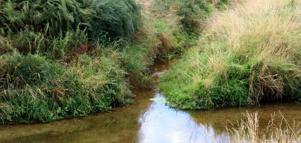 Silver Stream near Mosgiel, earlier this year. PHOTO: ODT FILES