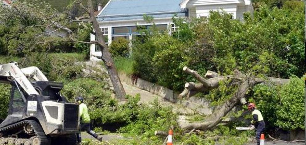 Workers cut up the fallen oak. 