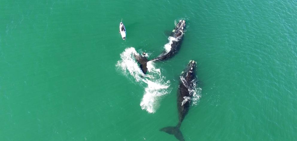 A Southern right whale splashes its tail in the direction of Sam Todd (obscured) while Craig...