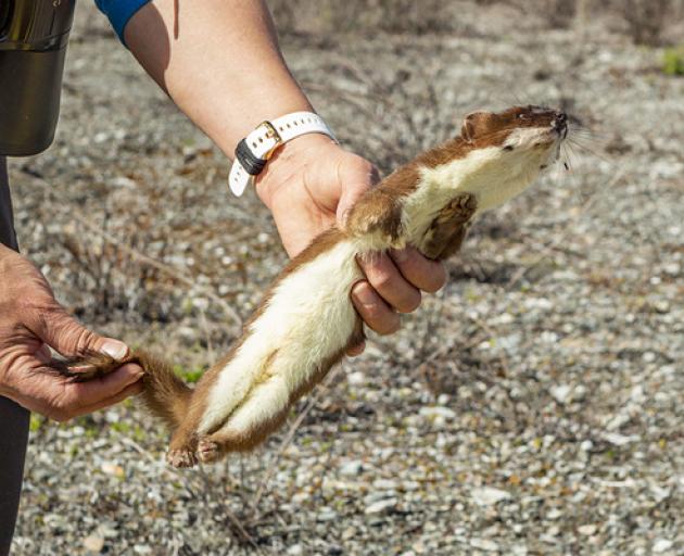 A stoat caught last Saturday.