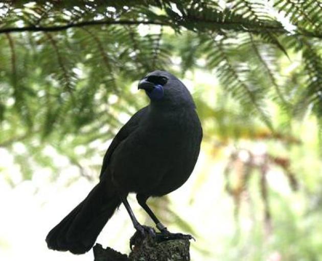 The kokako. Some 56,200 living species and 14,700 fossil species in New Zealand have already been...