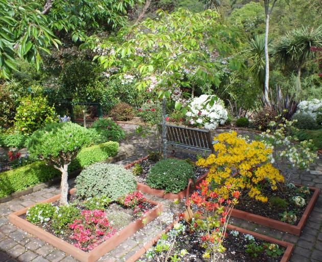 Azaleas have taken the place of vegetables in the four small beds. 