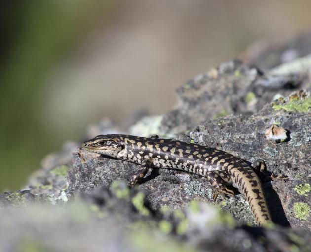 Sheltered from predators is an adult western Otago skink inside the Mokomoko Dryland Sanctuary....