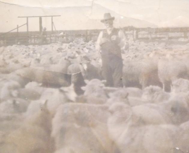 Peter Lambie’s great-great-grandfather stands in a yard packed with Halfbred ewes. He first...