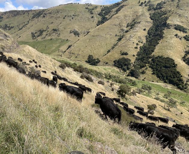 The Williams family have built on their property base at their Brockworth farm on Banks Peninsula...