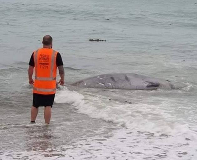 Project Jonah volunteers tried to save the whale. Photo: Supplied